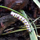 Queen Butterfly Caterpillar