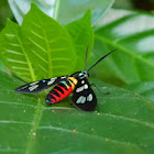 wasp moth