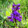 Early Purple Orchid / Kaćun