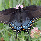 Tiger Swallowtail, female, dark color form