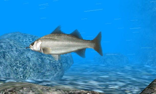 免費下載模擬APP|真正的3D釣魚 app開箱文|APP開箱王