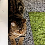 草DORO 抹茶.咖啡輕食專賣店