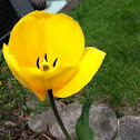 Tulip