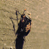Nicrophous beetle with phoretic mites