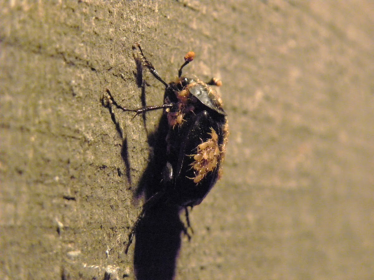 Nicrophous beetle with phoretic mites