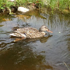 Mallard Duck  (female)