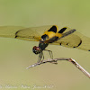 Yellow-striped Flutterer Dragonfly