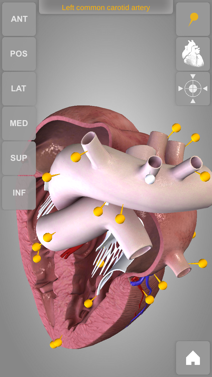 Heart 3D Anatomy Screen 3