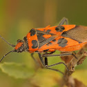 Corizus hyoscyami