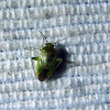 Green Mirid Bug