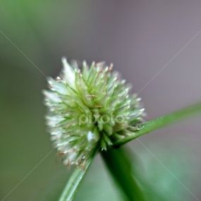 green :D by Muhd Haziq - Nature Up Close Leaves & Grasses