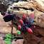 Boxelder bug