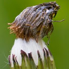 common dandelion