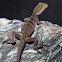 Eastern Water Dragon (recent hatchling)