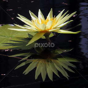 Yellow Reflections by Sandra Blair - Flowers Flowers in the Wild