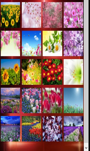 Spring Flowers Wallpaper+Frame