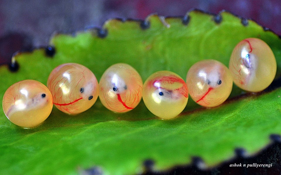 Fertile Eggs of Sea Catfish