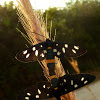 Nine-spotted Moths (copulation) ♂♀