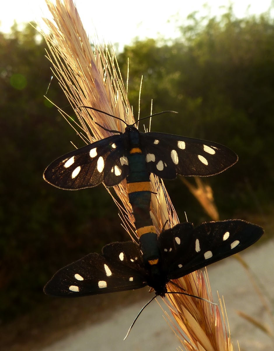 Nine-spotted Moths (copulation) ♂♀