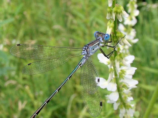 Blue-Eyed Darner Dragonfly