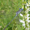Blue-Eyed Darner Dragonfly