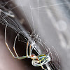 Orchard Spider