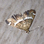Beet Webworm Moth