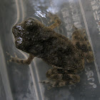 Stone Toad