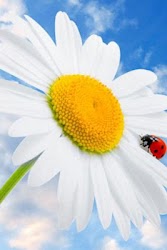 3D flowers wallpaper