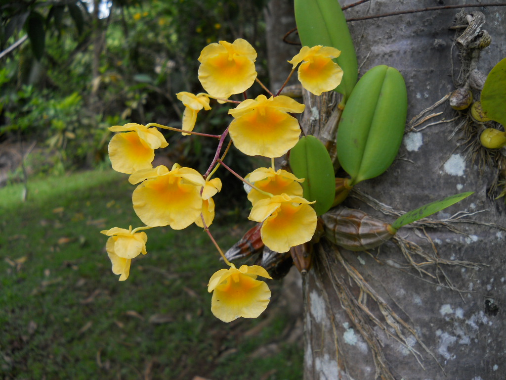 Dendrobium