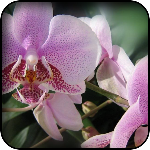 Орхидеи подмосковья. Фаленопсис микс 12. Орхидея фаленопсис. Улица попова 30 а киров. Киров ул попова кафе.