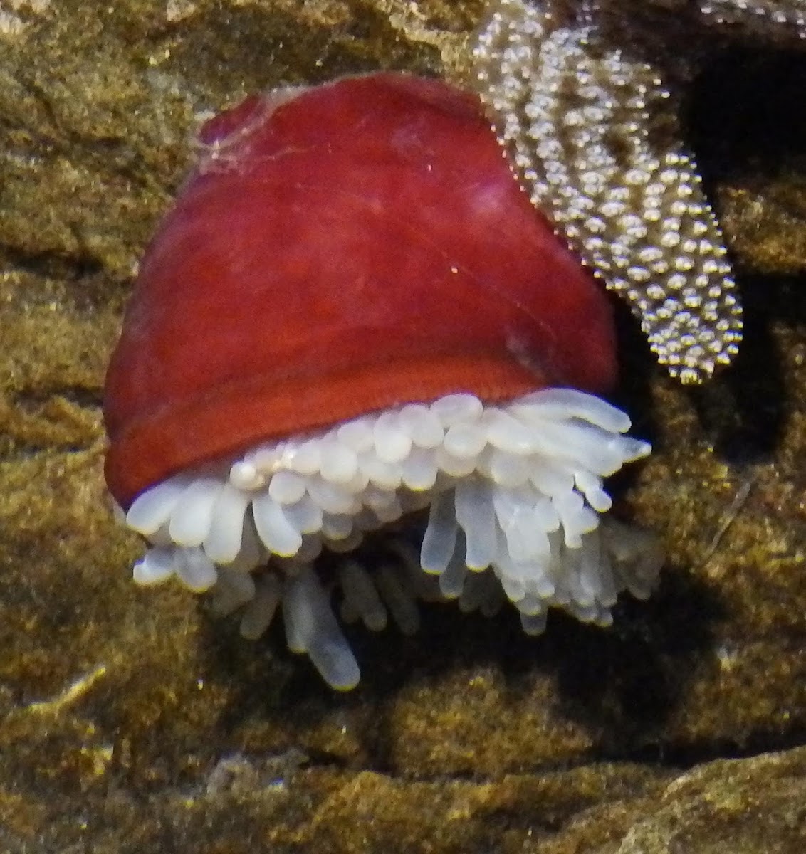 Fish-eating anemone