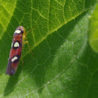Leafhopper