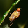 Spotted Wing Drosophila