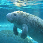 Manatee