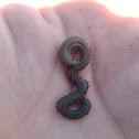 Pileworm