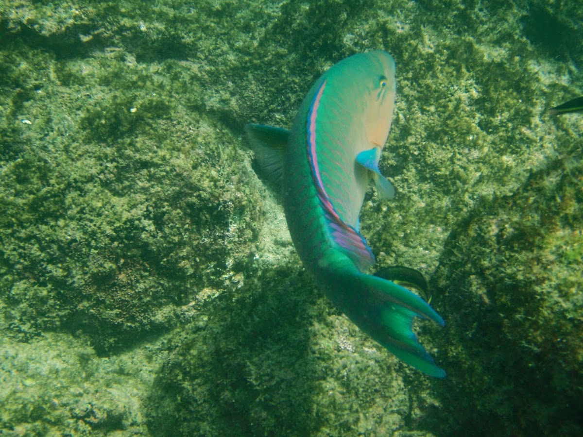 Blue-chin Parrotfish