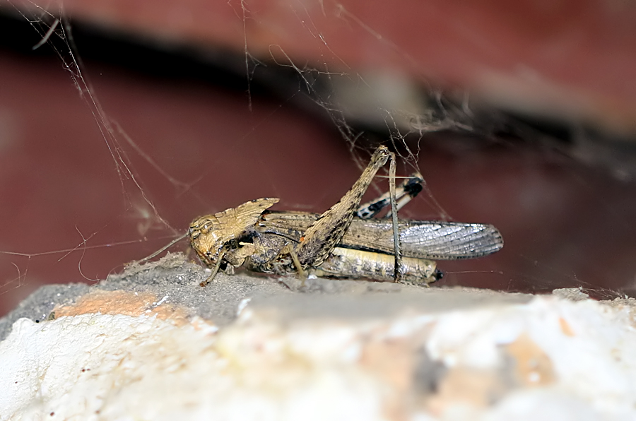 Tree locust