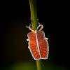 giant shield bugs (nymph)