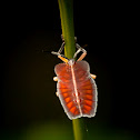 giant shield bugs (nymph)