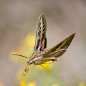 White-Lined Sphinx Moth