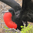 Fragate magnificens