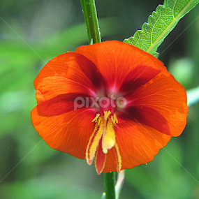 by Sanjay Dhar - Flowers Flowers in the Wild