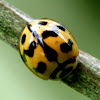 Indian Wave Striped Ladybug