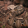 West African gaboon viper