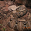 West African gaboon viper