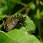 Forest bug, Tarczówka rudonoga