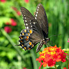 Spicebush Swallowtail - male