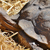 African spurred tortoise