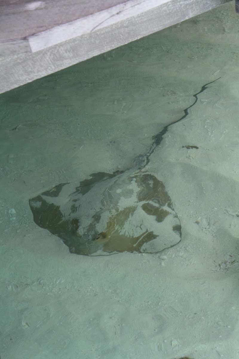 Whiptail Stingray